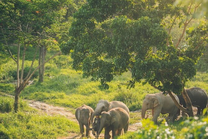 Samui Elephant Kingdom Ethical Sanctuary and Skywalk Tour - Experience Quality and Practical Details