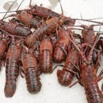 San Diego Lobster Hoop Netting Charter up to 6 People - The Final Verdict: Is It Worth It?
