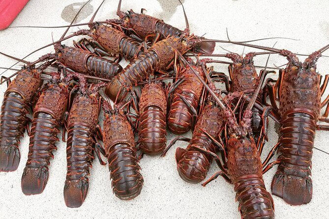 San Diego Lobster Hoop Netting Charter up to 6 People - The Final Verdict: Is It Worth It?