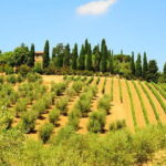 San Gimignano, Siena, Monteriggioni: Fully Escorted Tour, Lunch & Wine Tasting - How the Experience Comes Together