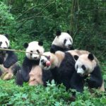 Sanxingdui Museum+Chengdu Panda Base or Jinsha Site Tour - Final Thoughts: Is It Worth It?
