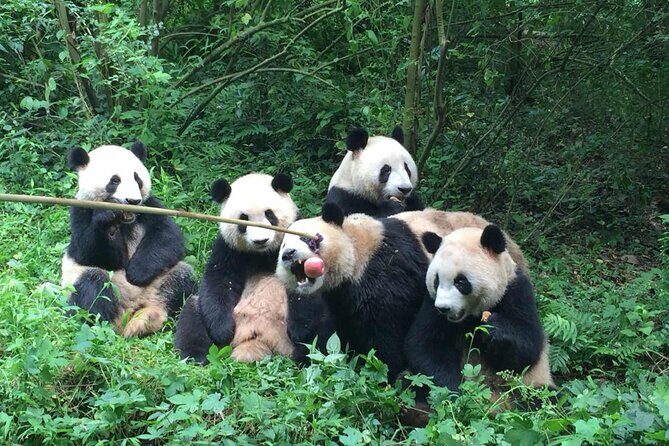 Sanxingdui Museum+Chengdu Panda Base or Jinsha Site Tour - Final Thoughts: Is It Worth It?