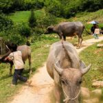 Sapa Easy Trekking Tour 1 Day - Rice Paddies and Cultures - Practical Details and What to Expect