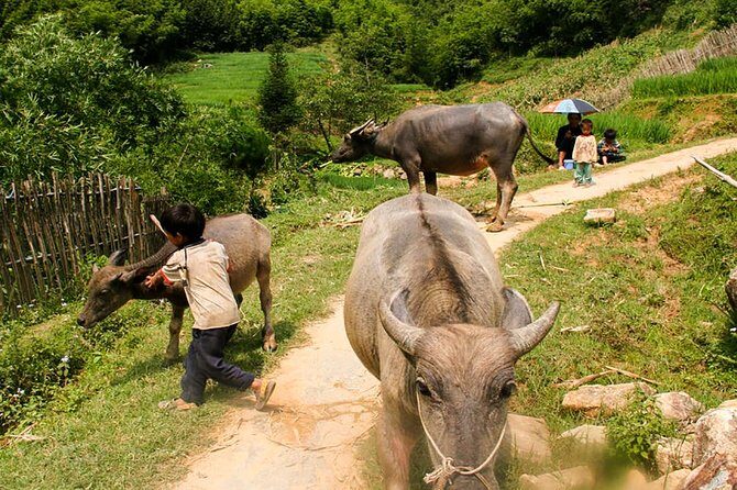 Sapa Easy Trekking Tour 1 Day - Rice Paddies and Cultures - Practical Details and What to Expect