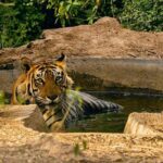 Sariska Tiger Reserve Assistance for Gypsy Private Safari Tickets - Who is this tour best suited for?