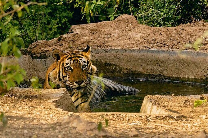 Sariska Tiger Reserve Assistance for Gypsy Private Safari Tickets - Who is this tour best suited for?
