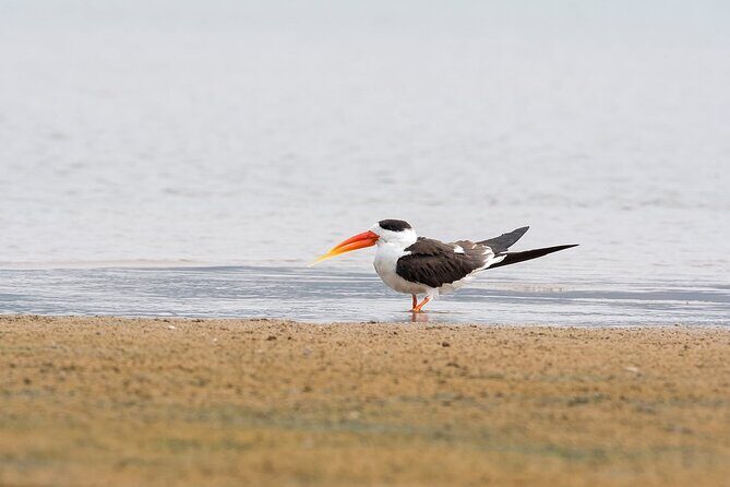 Sawai Madhopur: Private Chambal Crocodile Safari All-Inclusive - Who Will Love This Experience?