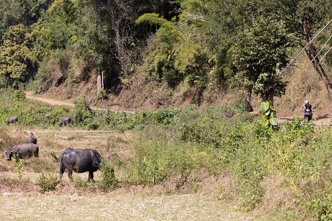 Scooter Adventure with elephants, views and FUN drive yourself - What Makes This Tour Stand Out?