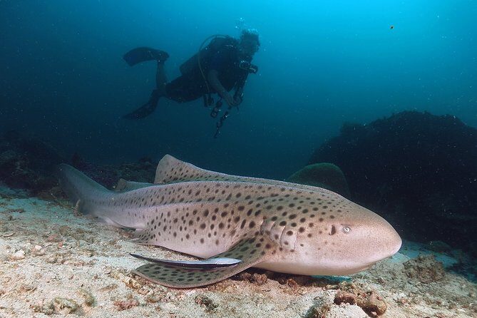 Scuba Dive in Koh Lanta, Thailand - The Sum Up
