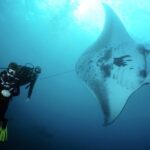 Scuba Diving 3 dives including Manta Rays at Nusa Penida - Who Would Love This Tour?