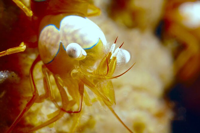 Scuba Diving at Tulamben macro dive sites - The Sum Up: Who Is This Tour Perfect For?
