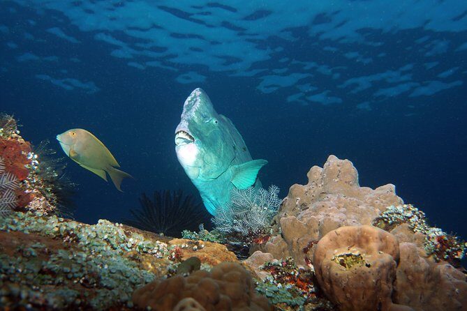 Scuba Diving at Tulamben USAT Liberty Wreck - Who Should Consider This Tour?