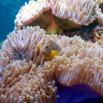 Scuba Diving from Koh Yao Yai - Final Thoughts: Is It Worth It?