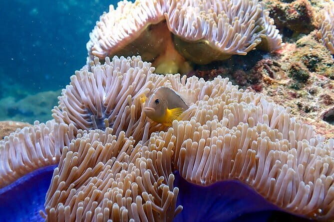 Scuba Diving from Koh Yao Yai - Final Thoughts: Is It Worth It?