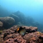 Scuba Diving in Kalpitiya - Authentic Experiences and Tips