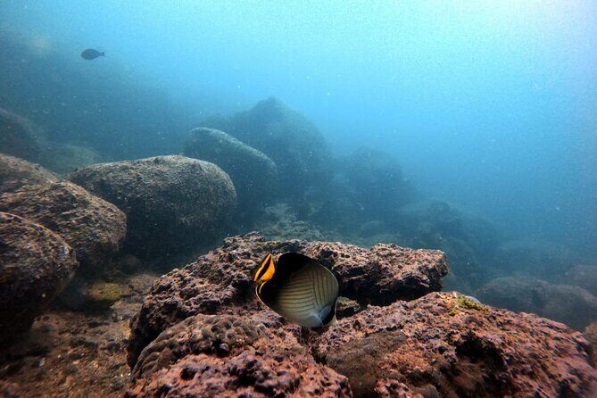 Scuba Diving in Kalpitiya - Authentic Experiences and Tips