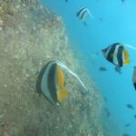 Scuba Diving in Mirissa - Why This Tour Offers Great Value