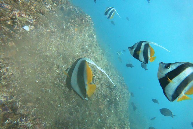 Scuba Diving in Mirissa - Why This Tour Offers Great Value