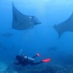 Scuba Diving In Nusa Penida - Key Points