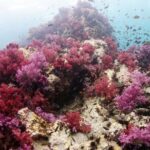 Scuba Diving in Phuket  Full-Day Trip (3 Dives, All Included) - Cost and Value for Money