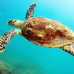 Scuba Diving in Unawatuna - Why Choose This Tour? The Value and the Experience