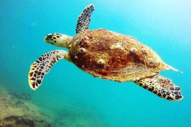 Scuba Diving in Unawatuna - Why Choose This Tour? The Value and the Experience