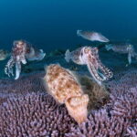 Scuba Diving in Yakushima island (for certified divers only) - The Bottom Line