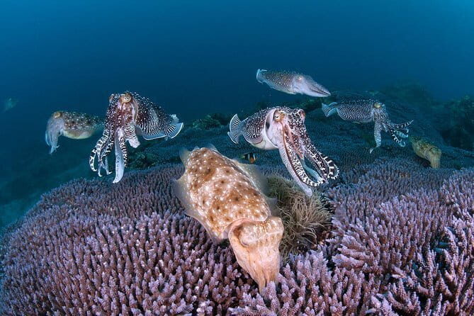 Scuba Diving in Yakushima island (for certified divers only) - The Bottom Line