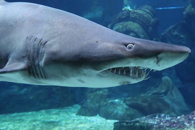 SEA LIFE Ocean World at Bangkok Admission Ticket - Who Will Love This Tour