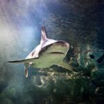 SEA LIFE San Antonio Admission Ticket - Detailed Breakdown of the Itinerary