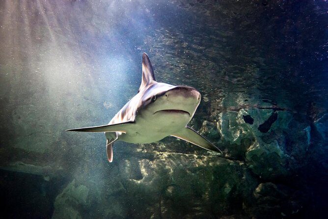 SEA LIFE San Antonio Admission Ticket - Detailed Breakdown of the Itinerary