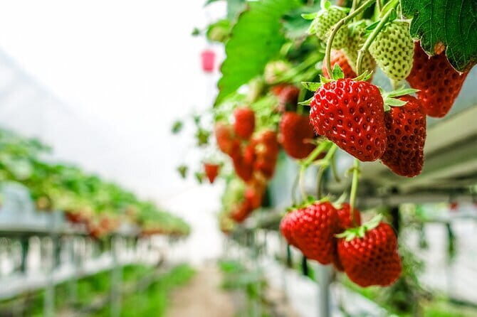 Seasonal Mt. Fuji Scenic Views, Fruit Picking and Ropeway Ride! - Frequently Asked Questions