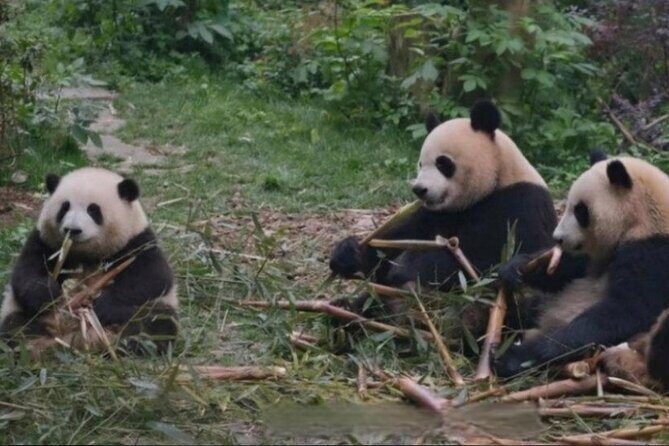 See Panda Guangzhou Chimelong Safari Park and Circus Private Tour - Why This Tour Offers Great Value
