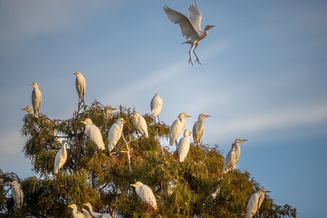 See the real Florida with a Private Nature and Wildlife Boat Tour - Why This Tour Offers Excellent Value