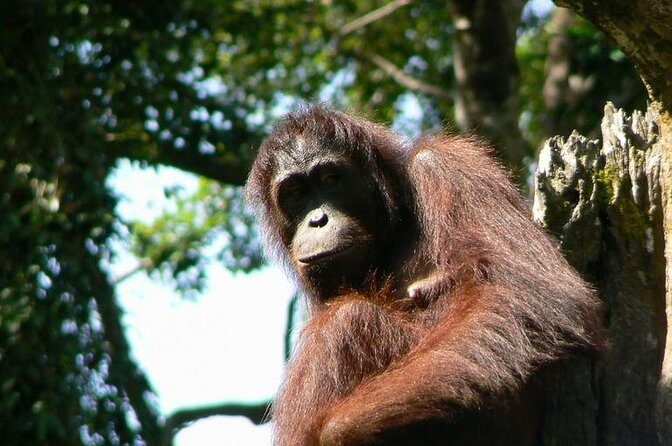 Sepilok Orang Utan & Bornean Sun Bear Centre with Sandakan City Tour with Lunch - A Deep Dive into the Tour Experience