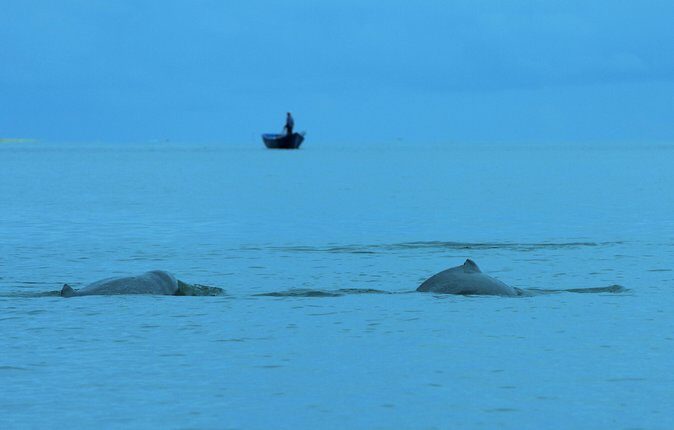 Shared Mangrove & Irrawaddy Dolphin Watching Cruise - Who Should Consider This Tour