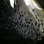 Sharing Half Day Mangrove Boat Tour With Lunch in Langkawi - Who Is This Tour Best For?