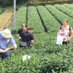 Shizuoka Tea Picking Private Experience - FAQ