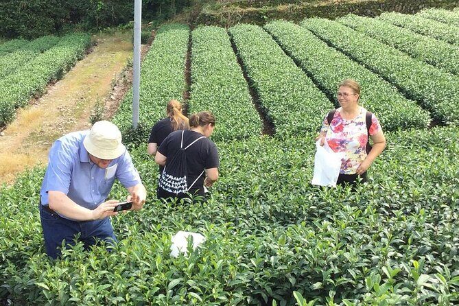 Shizuoka Tea Picking Private Experience - FAQ