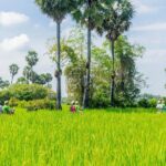 Siem Reap Countryside Tour by Vespa - The Experience: What Makes It Stand Out?