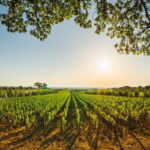 Siena & San Gimignano: Exclusive Tuscany Day Trip from Florence - Why Is This Tour a Good Choice?