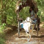 Sigiriya and Dambulla Private Day Tour by Tuk-Tuk or Car - A Deeper Look into the Itinerary