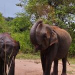 Sigiriya, Dambulla and Minneriya National Park Private Tour In - Price and Value Analysis