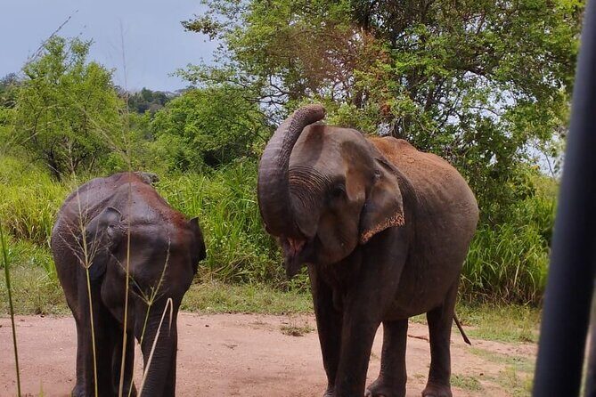 Sigiriya, Dambulla and Minneriya National Park Private Tour In - Price and Value Analysis
