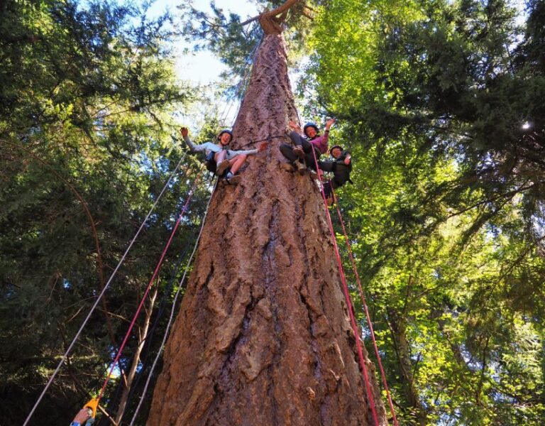 Silver Falls: Old-Growth Tree Climbing Adventure - Who Is This Tour Perfect For?