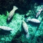 Silver Springs: Clear Kayak Manatee Season Tour - Practical Details & Tips