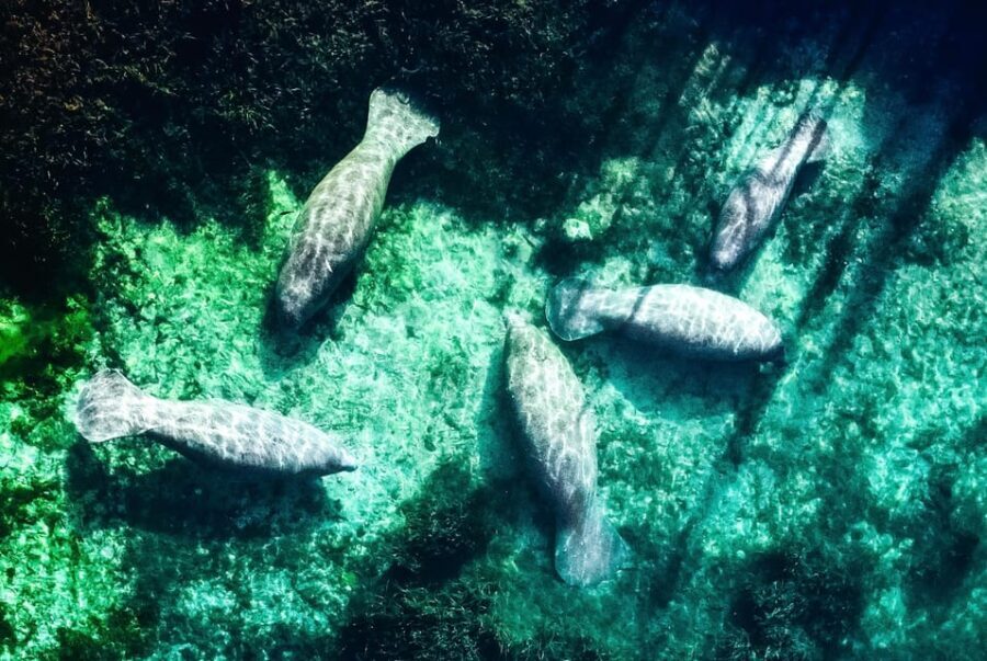 Silver Springs: Clear Kayak Manatee Season Tour - Practical Details & Tips