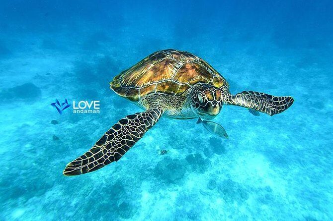 Similan Islands Snorkeling Day Trip By Love Andaman From Phuket - Final Thoughts: Who Is This Tour Perfect For?