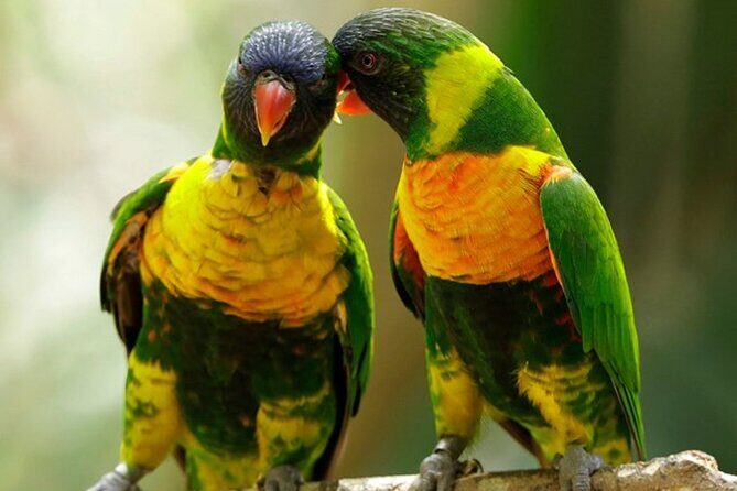Singapore Bird Paradise Entry Ticket - An In-Depth Look at Singapore Bird Paradise