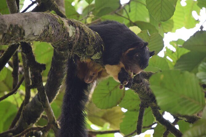 Sinharaja Rain Forest Tour from Colombo - The Sum Up